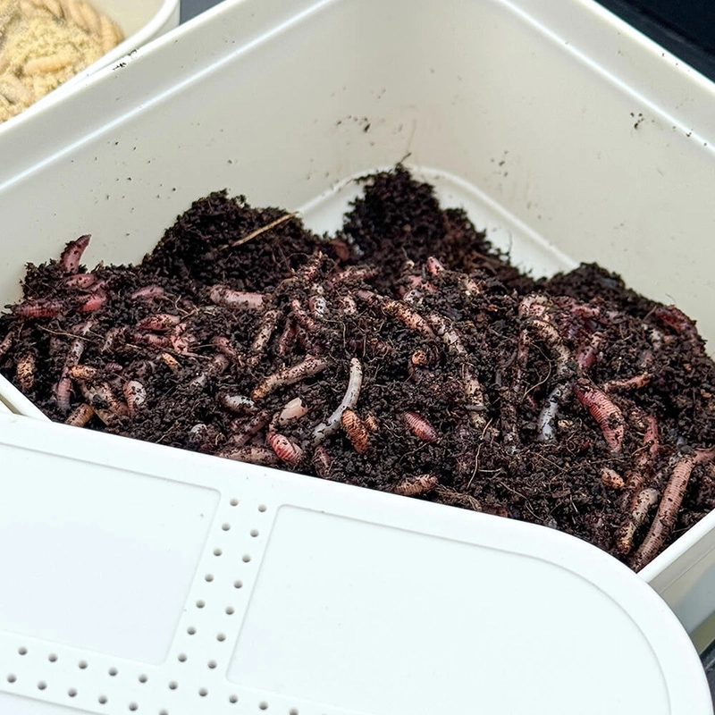 Cresta Holed Lid Bait Tubs